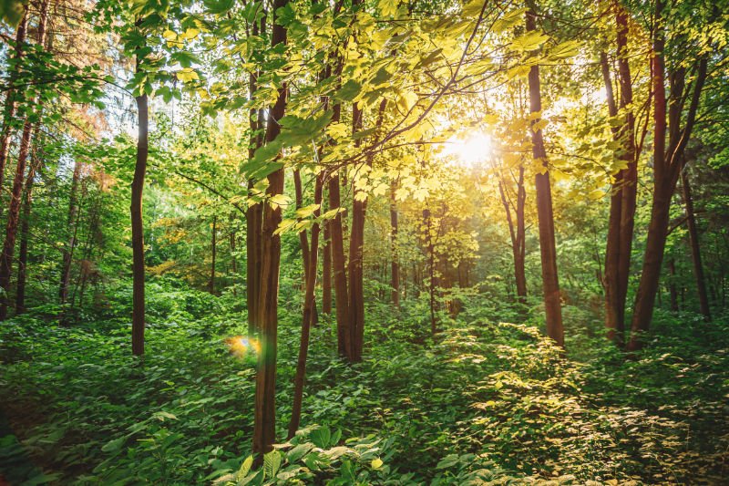 Sunlight shining through trees