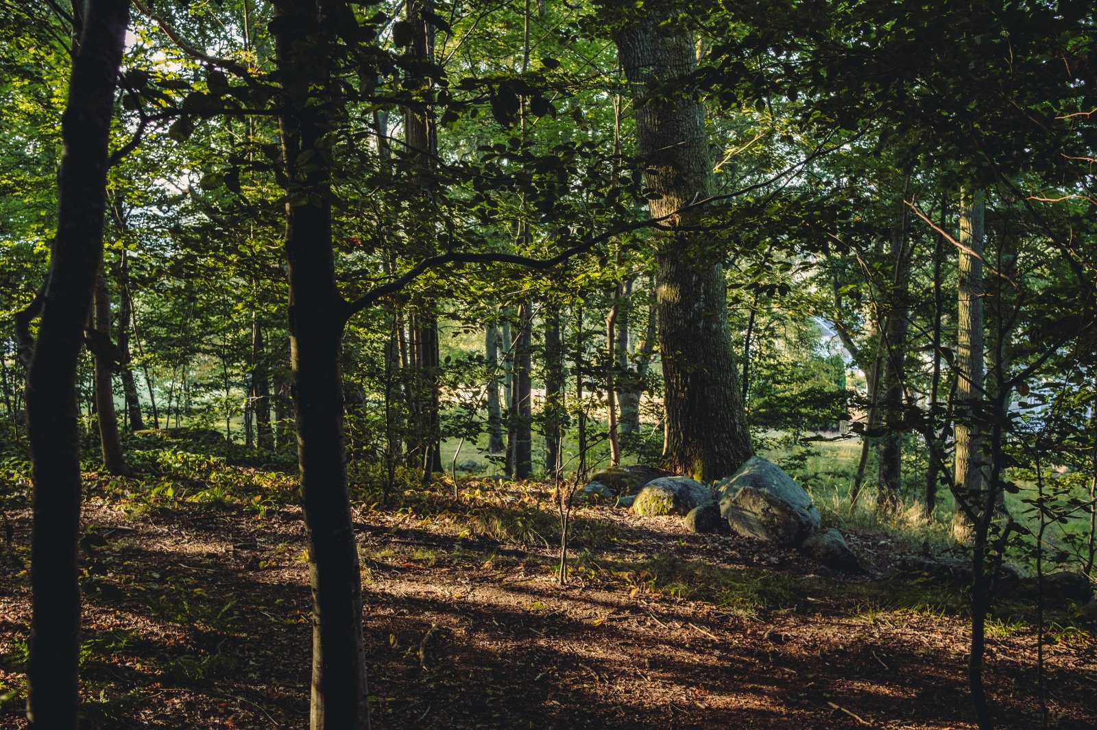 Peaceful forest setting, representing retreat and reflection